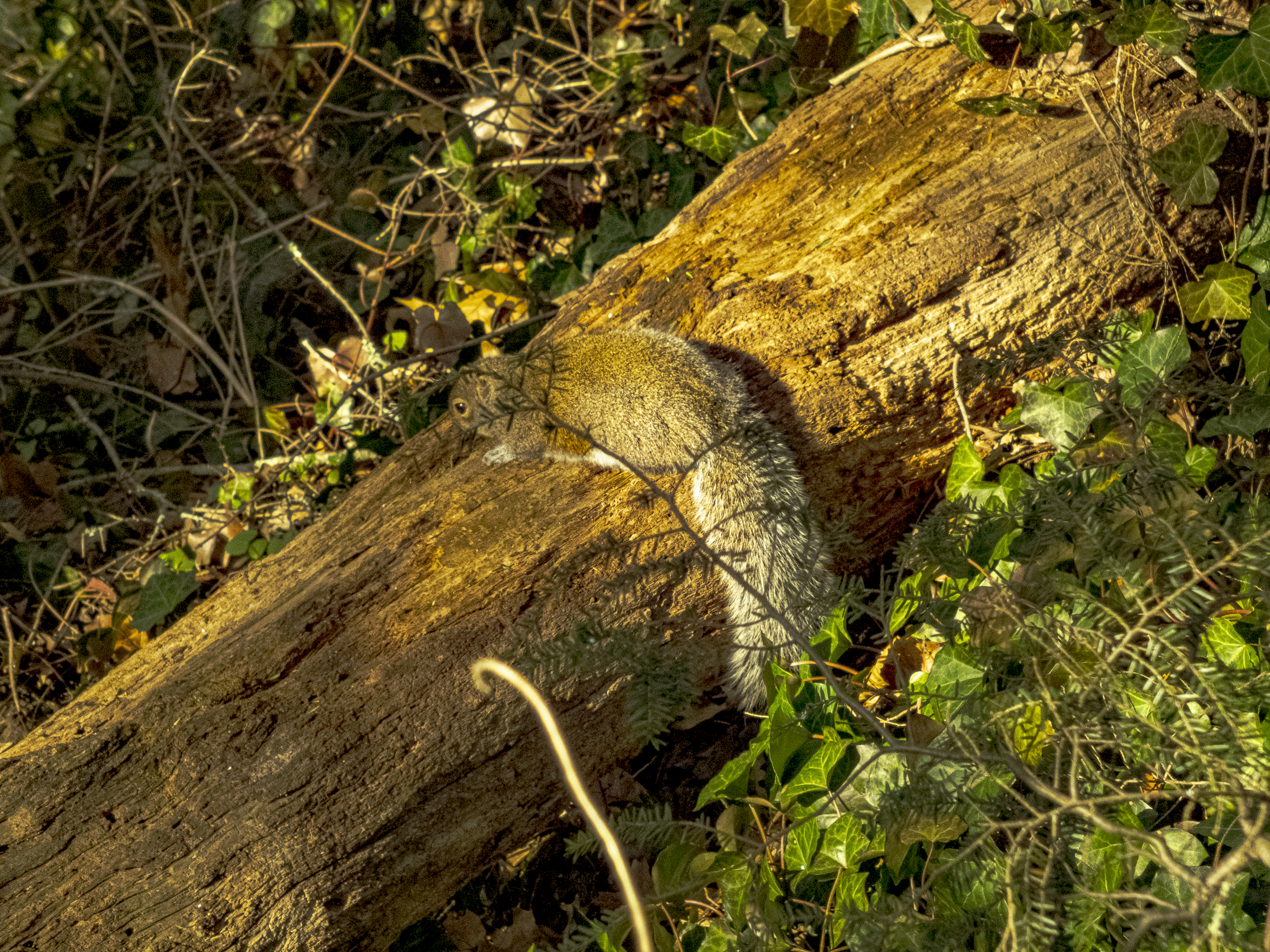 Squirrel